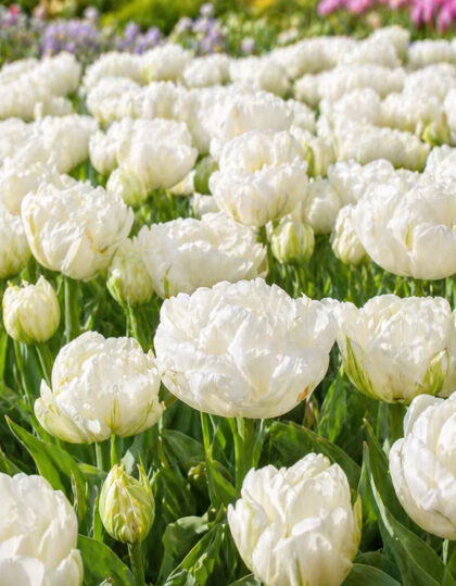Valge täidisõieline tulp ‘ Up White®’ - 5tk
