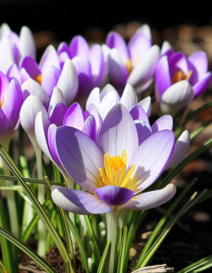 Krookus ‘Vanguard’ 10 kpl