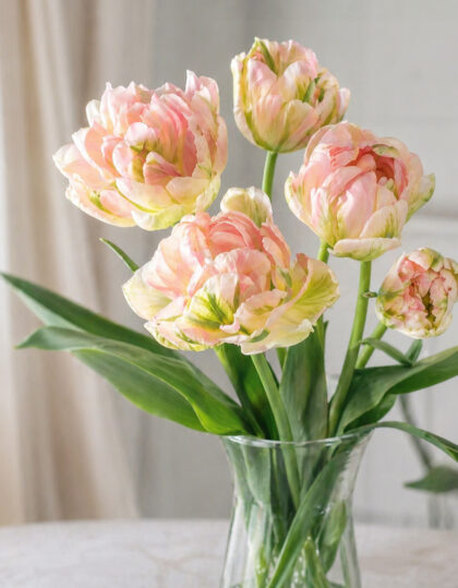 Kerrottu tulppaani ‘Viri’ 10 kpl