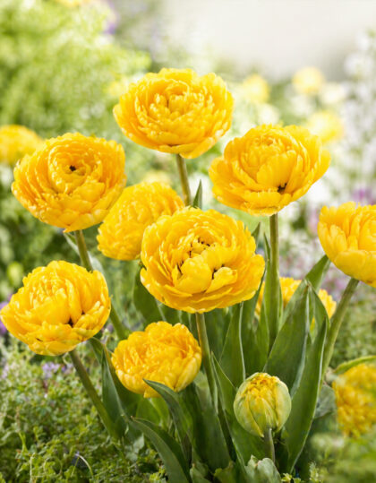Tulppaani ‘Yellow Pomponette’ 5 kpl