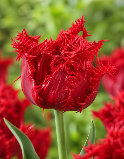 Hapsureunainen tulppaani ‘Barbados’ – 5 kpl