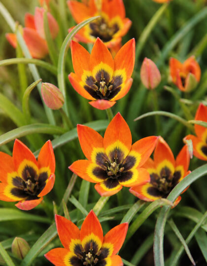 Kasvitieteellinen tulppaani ‘Little Princess’ – 10 kpl