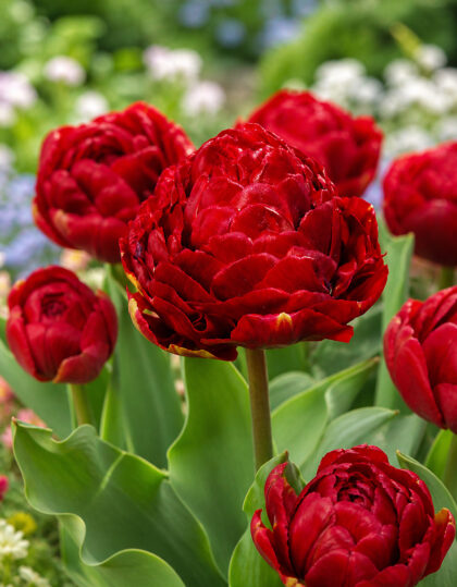 Kerrottu tulppaani ‘Double Emblazon®’ – 5 kpl