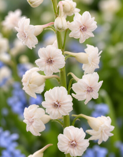 Kerrannainen hyasintti ‘Gloria Mundi’
