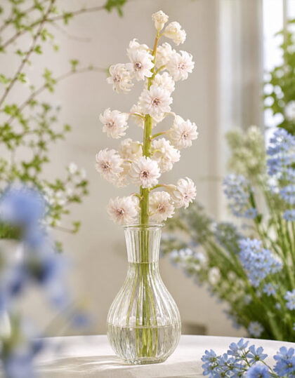 Kerrannainen hyasintti ‘Gloria Mundi’