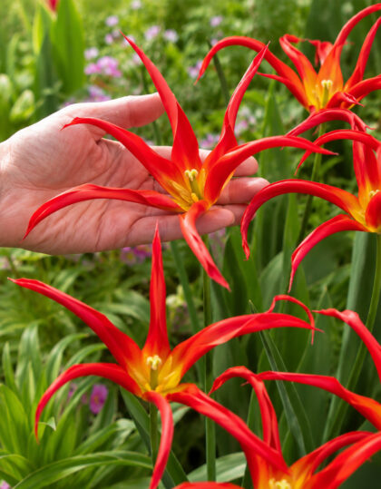 Tulppaani ‘Go Go Red’ 5 kpl