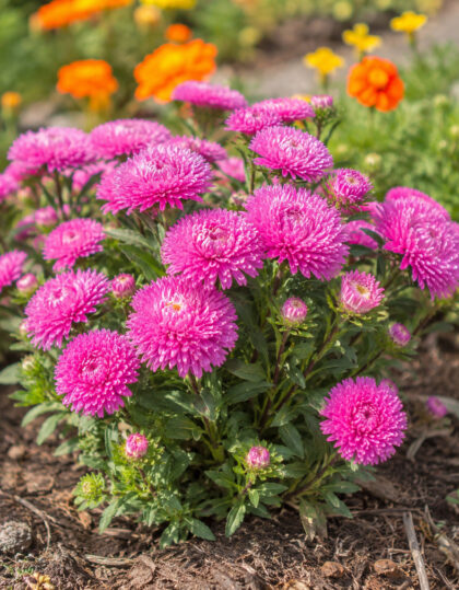 Kiinanasterin siemenet ‘Colour Carpet’