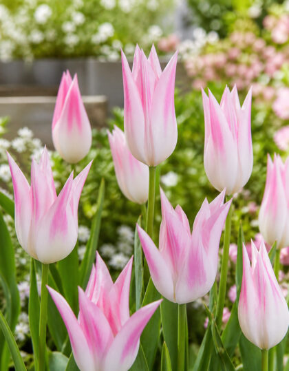 Liljakukkainen tulppaani ‘Lilypure®’ – 10 kpl