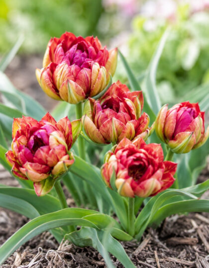 Kasvitieteellinen tulppaani ‘Samantha’ – 10 kpl