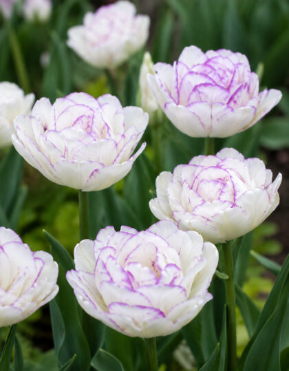Tulppaanin sipulit ‘Shirley Double’, 5 kpl