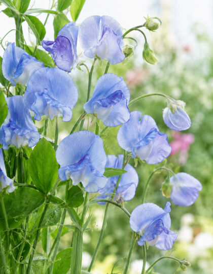 Tuoksuherneen siemenet ‘Blue Ripple’
