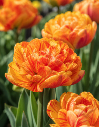 Kerrotukkainen tulppaani ‘Sunlover’ – 10 kpl