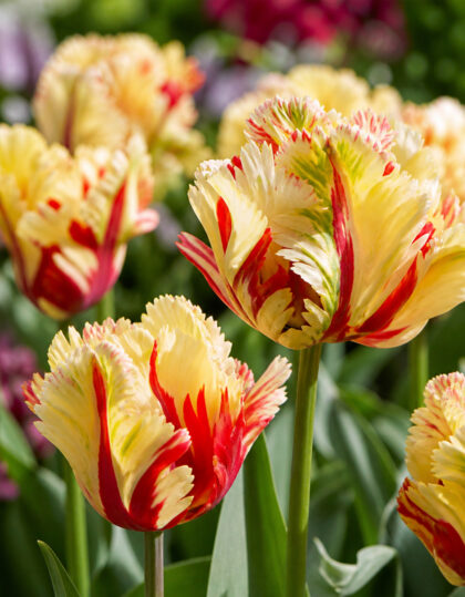 Papukaijatulppaani ‘Texas Flame’ – 5 kpl