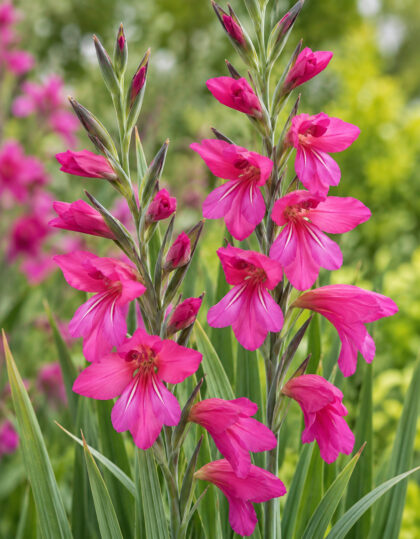 pakkasenkestävä gladiolus