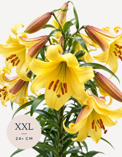 Trumpettililja ‘Golden Splendour’ – XXL-sipuli