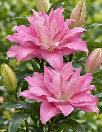Täyteläiskukkainen lilja ‘Lotus Dream’ – 2 sipulia