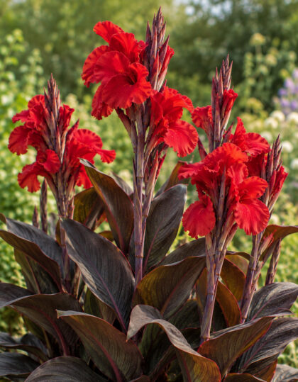 Kanna ‘Red Futurity’ 2 kpl